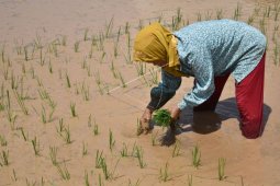 Kalbar target mandiri benih padi unggul