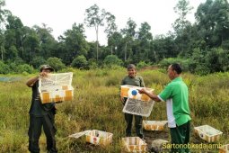 BKSDA Jambi lepasliarkan ratusan burung kicau