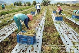 Bawang putih "Sangga Sembalun" varietas baru di Kerinci