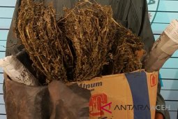 Ciduk pengedar, polisi Aceh Utara dapati puluhan batang ganja