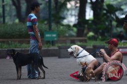 Memiliki hewan peliharaan bagus untuk jantung