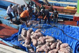 Satuan Patroli Lantamal V Musnahkan Barang Bukti Ikan Campuran 30 Ton