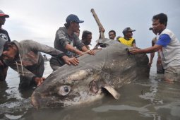 Terjebak dan mati terdampar