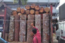KLHK tahan enam sopir kayu ilegal