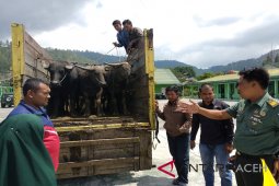 TNI Aceh Tengah gagalkan pencurian kerbau