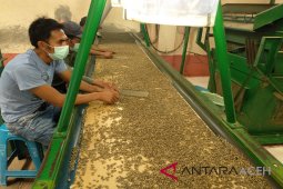 Eksportir kewalahan penuhi permintaan kopi Gayo