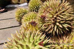 South Kalimantan preserves and develops maharawin and mantuala