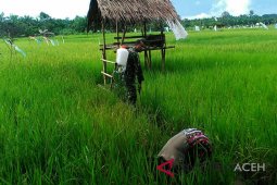 Tanaman padi Aceh Barat diserang hama ulat