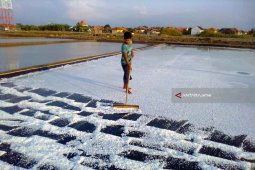 Di Probolinggo Mulai Panen Garam Perdana