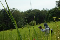 Tapin "sulap" bekas tambang jadi lahan pertanian