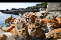 Artikel - Wisata Pulau Kucing di Sula Maluku Utara