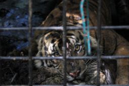 BKSDA cek kondisi harimau terperangkap di Semendo Muara Enim