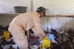 Mahasiswa STPP kembangkan budi daya ayam kampung