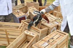Eggs, illegal goods' smuggler from Malaysia handed to customs office