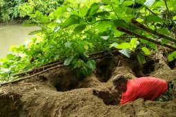 Warga Pinogu Lindungi Telur Maleo Dari Kepunahan