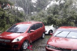 Pohon dan reklame tumbang akibat angin kencang