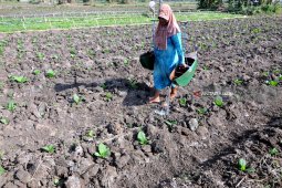 Tembakau Madura 2018 Naik Rp2.953