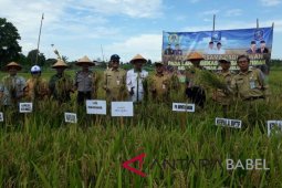Pemkab Bangka lakukan panen raya padi di eks tambang