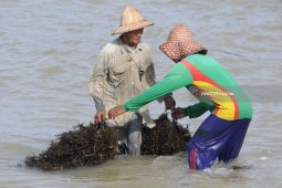 Panen Rumput Laut