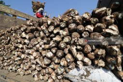 Harga Singkong Melonjak
