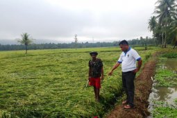 Belasan hektare tanaman padi rusak disapu angin kencang