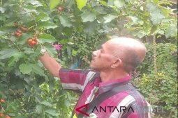Kementan perhatian terhadap kebun rakyat Kalsel