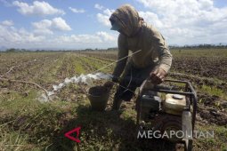 Mengantisipasi Dampak Kekeringan Saat Kemarau