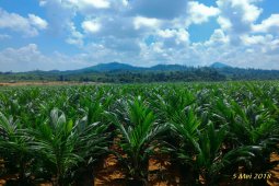 Enggartiasto: Palm oil a mainstay drives economic growth