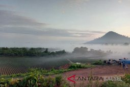 Melalui Kebun Sawit, MSAM Hidupkan Ekonomi Pulau Laut