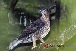 Bupati Majalengka serahkan 15 satwa dilindungi ke BKSDA Jabar