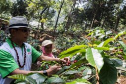Moeldoko bangga kopi Gunung Puntang terbaik di Asia-Amerika