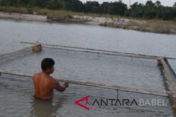 Pokdarwis Deniang kembangkan budi daya ikan di kolong