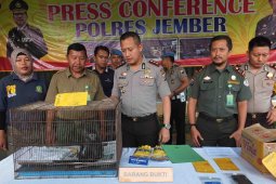 Polres dan BKSDA Jember Telusuri Sindikat Perdagangan Lutung Jawa Secara Daring (Video)