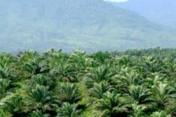 Mukomuko bentuk tim pelaksana program peremajaan sawit