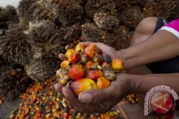 Harga CPO  Jambi naik menjadi Rp7.558 per kilo