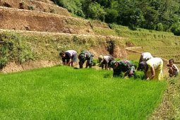 TNI Percepat  "LTT" Padi di Ponorogo