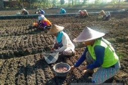 Luas Tanaman Bawang Merah Bojonegoro Capai 1.001 Hektare (Video)