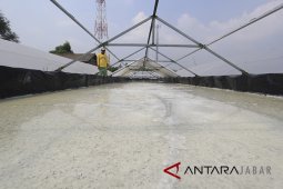 Harga Garam di Cirebon anjlok