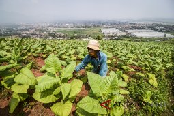 Target produksi tembakau
