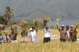 Bupati dan kelompok tani Samosir panen bersama