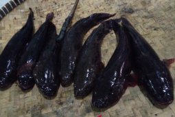 Belasan ton "haruan" tiap minggu masuk Banjarmasin