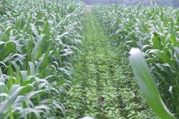 Saat kesejahteraan pekebun seiring dengan pemulihan ekologi