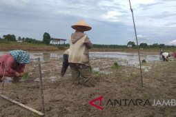 Batanghari Terapkan Teknologi Jajar Legowo pada HKP.