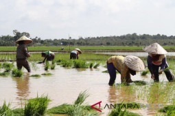 Dinas Tanaman Pangan siap cetak 1.700 hektare lahan sawah