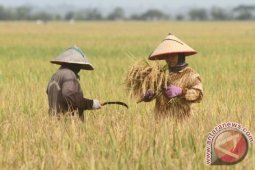 Harga gabah naik 3,11 persen