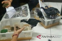 Penyelundupan ayam cemani digagalkan polisi Gilimanuk