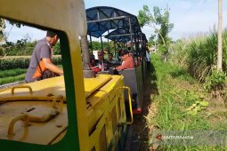 Berkeliling Kebun Tebu Naik Lokomotif Uap di Situbondo (Video)