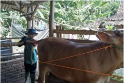 STPP Bogor bantu Upsus Siwab Lampung Tengah