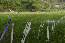 Hama Burung Emprit Rusak Tanaman Petani di Ponorogo (Video)