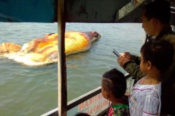 Bangkai Paus Bungkuk Terdampar di Pantai Duta Probolinggo